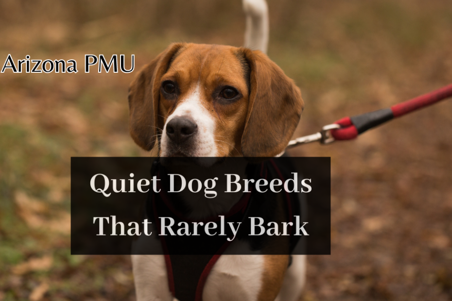 Quiet Dog Breeds That Rarely Bark